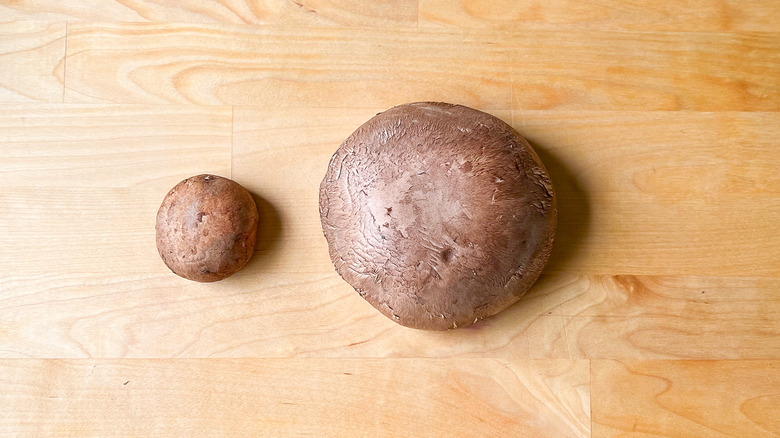 Cremini mushroom and portobello mushroom