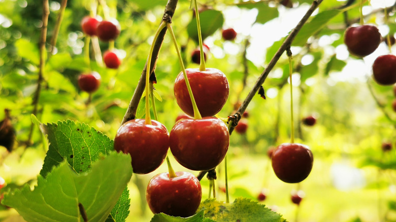 Ripe cherries hanging from a cherry tree branch