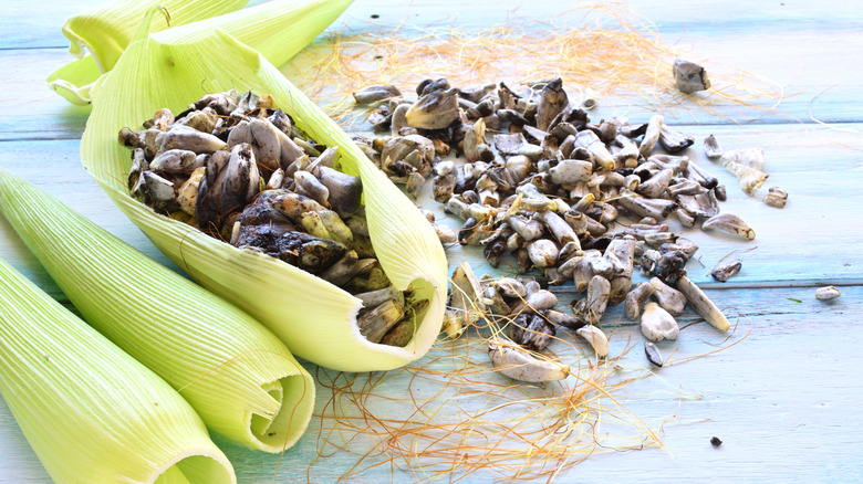 huitlacoche in corn leaves