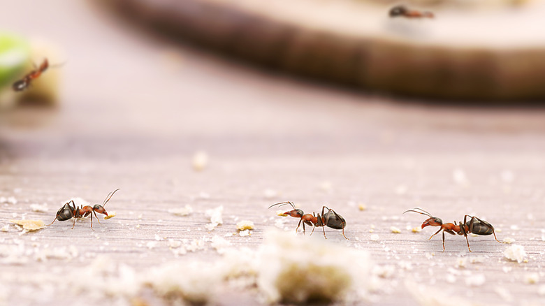 Ants crawl along a wooden surface near a home