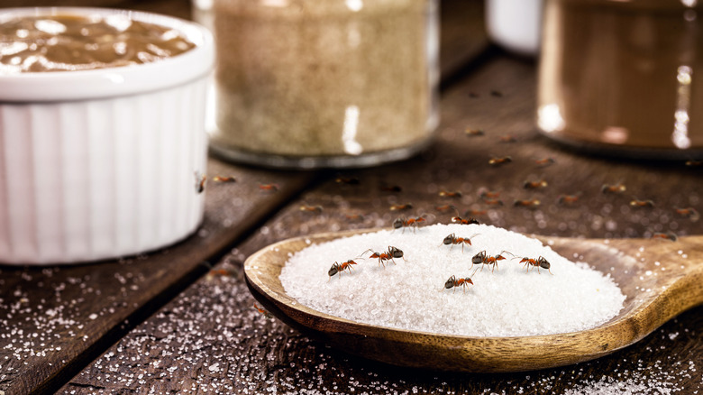 Ants invading a spoon of sugar