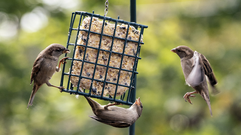 Birds eating from a suet feeder