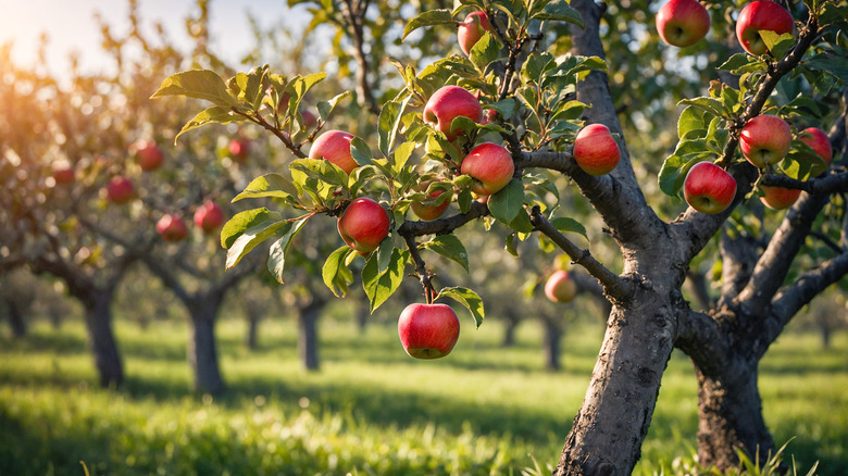 Apple tree in an orchard.