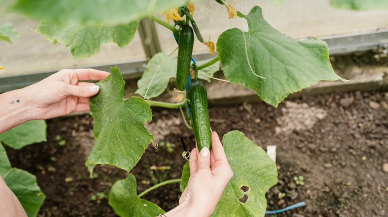 Someone checking their cucumber plant's health