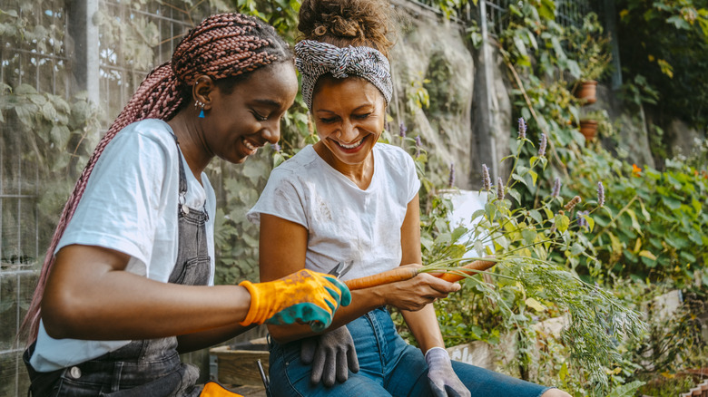 Two gardeners harvesting carrots in a garden