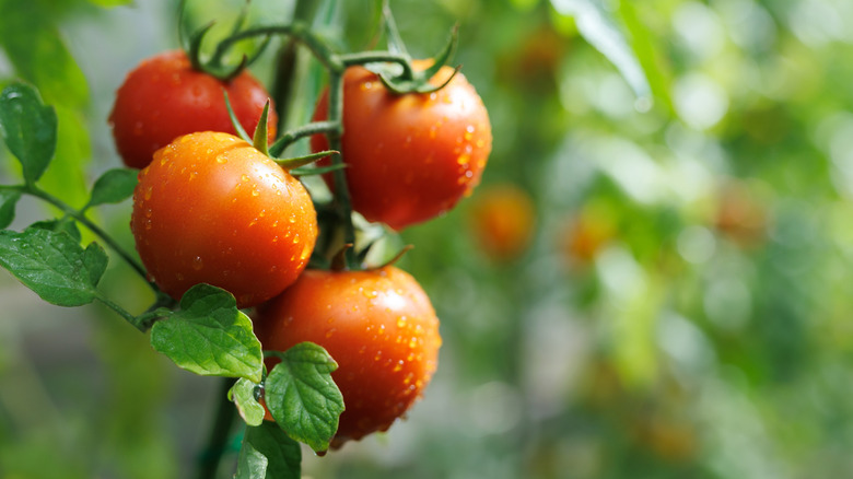 Tomatoes ripening on a garden vine