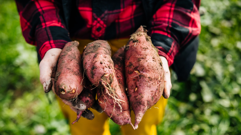 Hands holding freshly harvested sweet potatoes