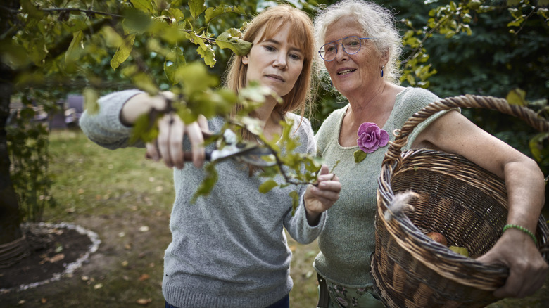 Two people collect fruit from trees into a wicker basket