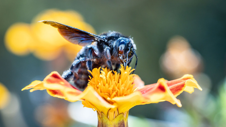 a carpenter bee has landed on a yellow flower