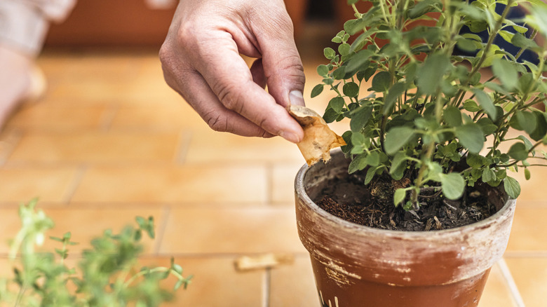 Person placing tea leaves from tea bags in potted plant.