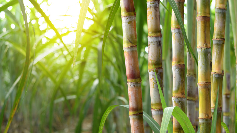 Close-up view of a sugarcane plantation
